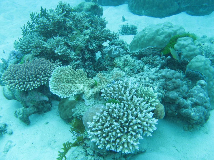 Dive Photos/2009-07 Great Barrier Reef/img_0962.jpg